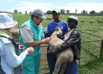 Bargrove-Veterinary-Group-Lamb Bleeding